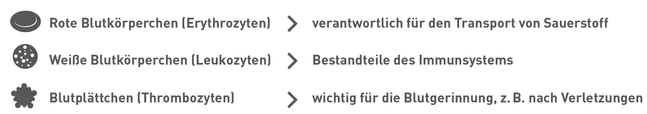 Hauptgruppen von Blutzellen