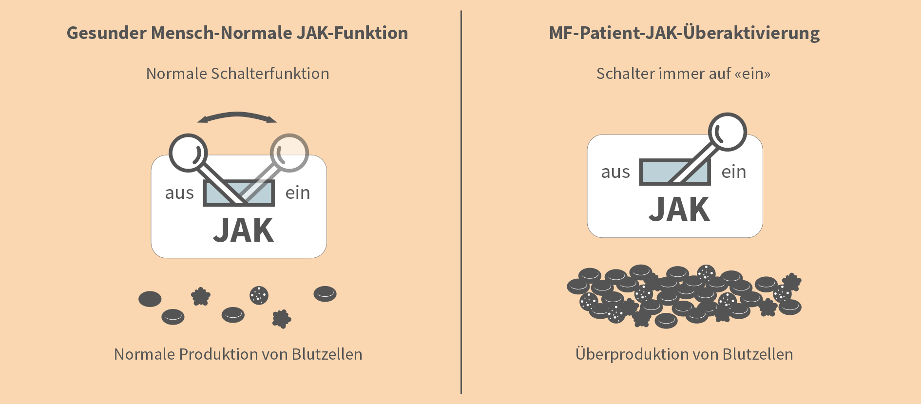 Die Januskinase ist dauerhaft „angeschaltet“