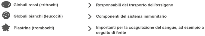 Principali gruppi di cellule del sangue che possono essere interessate dalla PV