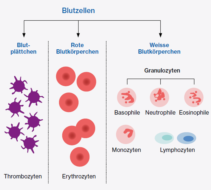Infographic Blutzellen