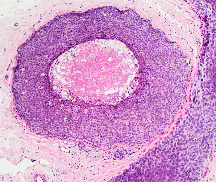 Structure cellulaire au microscope.