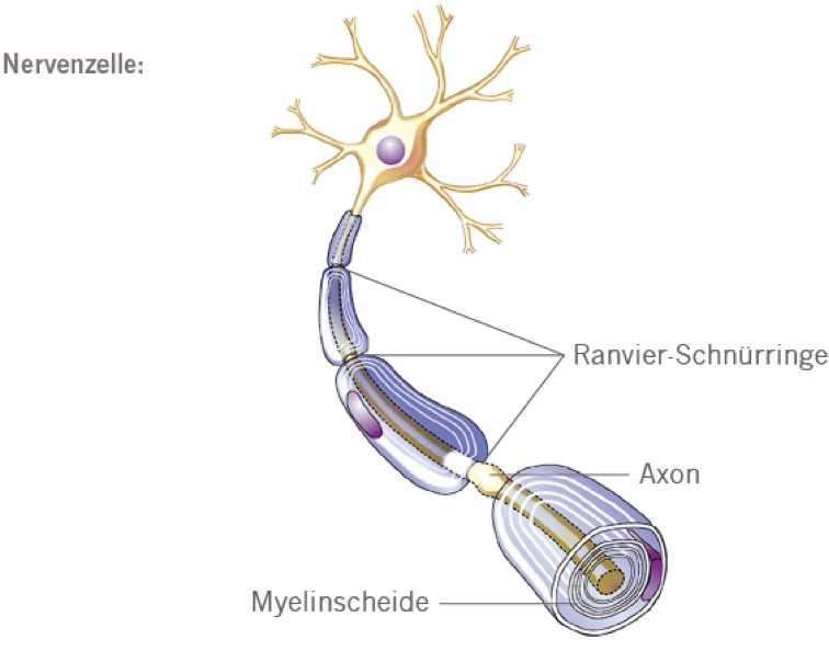 Nervenzelle