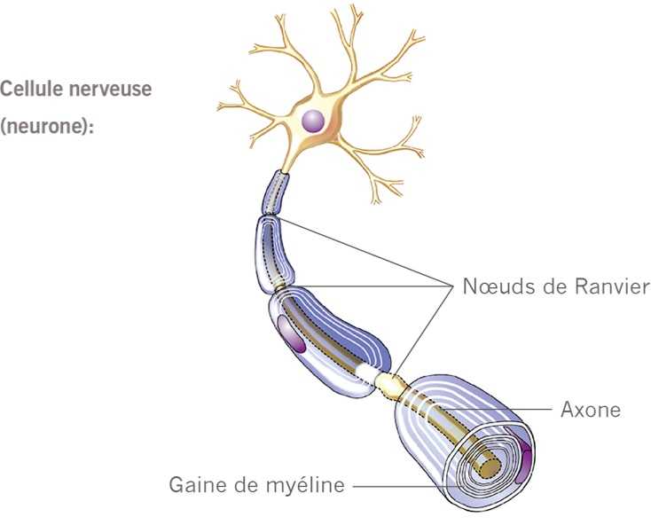 Nervenzelle