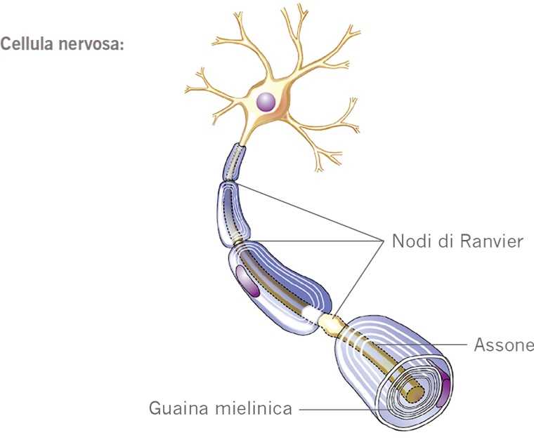 Cellula nervosa