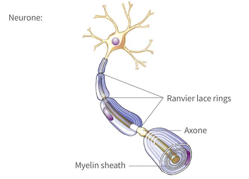 Neurone