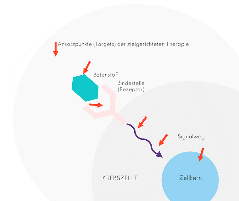 Brustkrebs: Funktionsweise zielgerichteter Therapien Abbildung der grundlegenden Wirkungsweise der zielgerichteten Therapien.