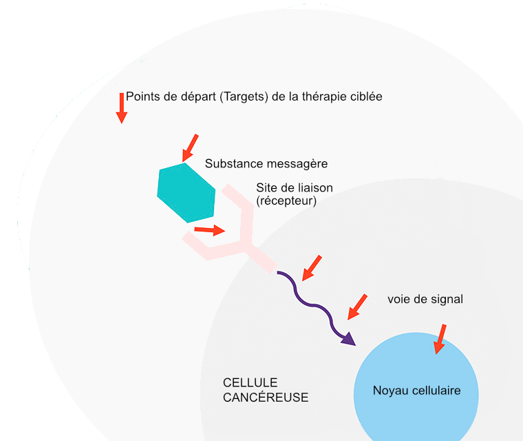 Points de départ (Targets) de la thérapie ciblée