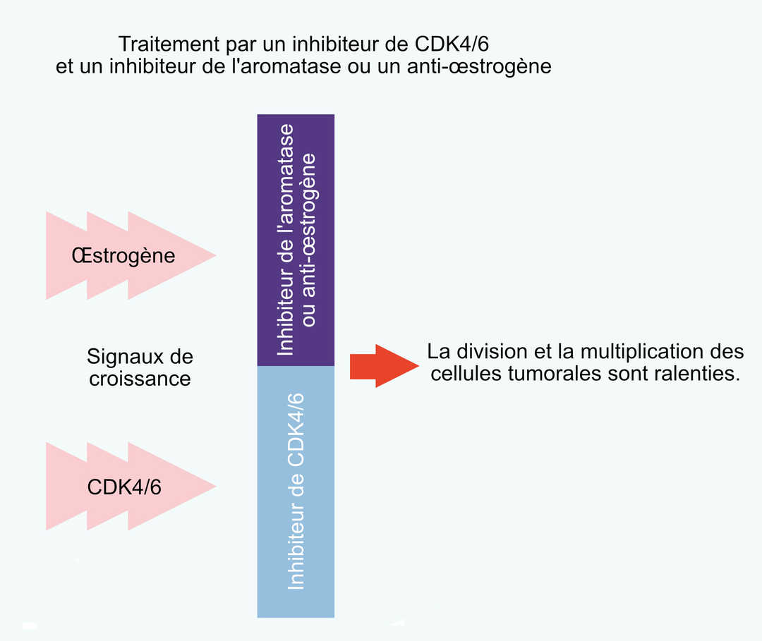 Traitement par un inhibiteur de CDK4/6 et un inhibiteur de l'aromatase ou un anti-œstrogène
